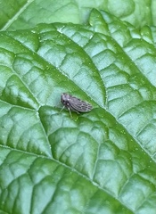 Agallia quadripunctata