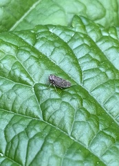 Agallia quadripunctata