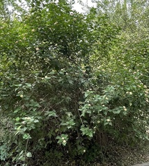 Lantana camara