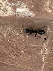 Camponotus