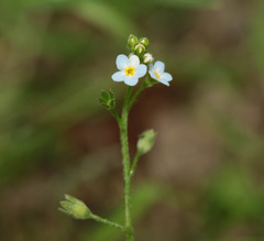 Myosotis secunda