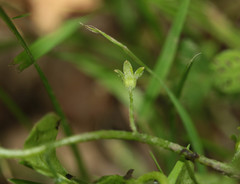 Myosotis secunda