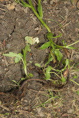 Myosotis secunda