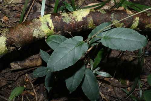 Image of rusty vine by (c) Greg Tasney, some rights reserved (CC BY-SA)