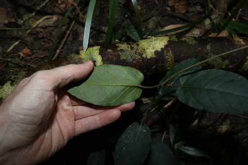 Image of Leichhardtia racemosa by (c) Greg Tasney, some rights reserved (CC BY-SA)