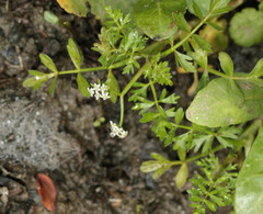 Helosciadium inundatum
