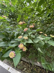 Lantana camara