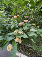 Lantana camara