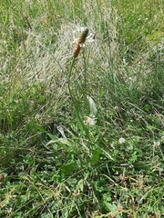 Plantago lanceolata