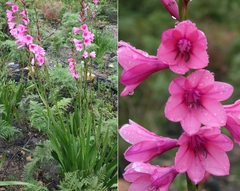Watsonia rogersii