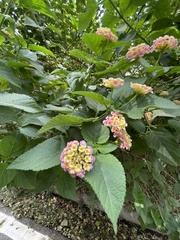 Lantana camara