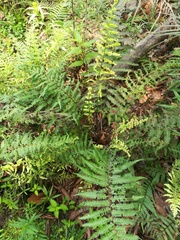 Amauropelta oligocarpa