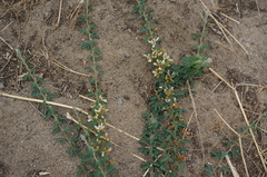 Lespedeza daurica
