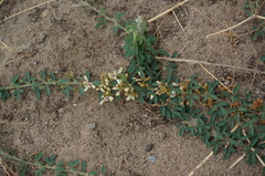 Lespedeza daurica