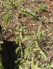 Corchorus kirkii image