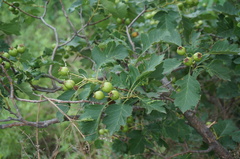 Crataegus pinnatifida
