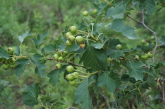 Crataegus pinnatifida