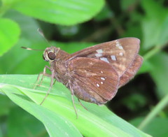 Pelopidas assamensis