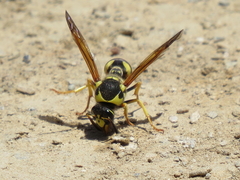 Katamenes arbustorum