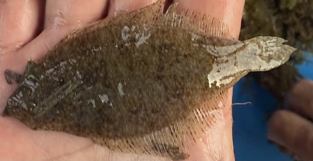 Smooth flounder (Citharichthys stampflii) — Paralichthyidae