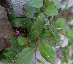 Talinum paniculatum
