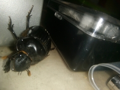 Dichotomius carolinus