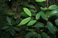 Pilidiostigma glabrum