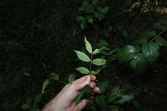 Pilidiostigma glabrum