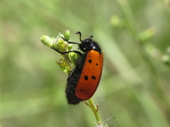 Hycleus scutellatus