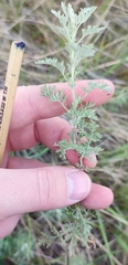 Artemisia pontica