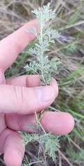 Artemisia pontica