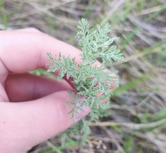 Artemisia pontica