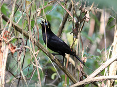 Cacicus uropygialis microrhynchus