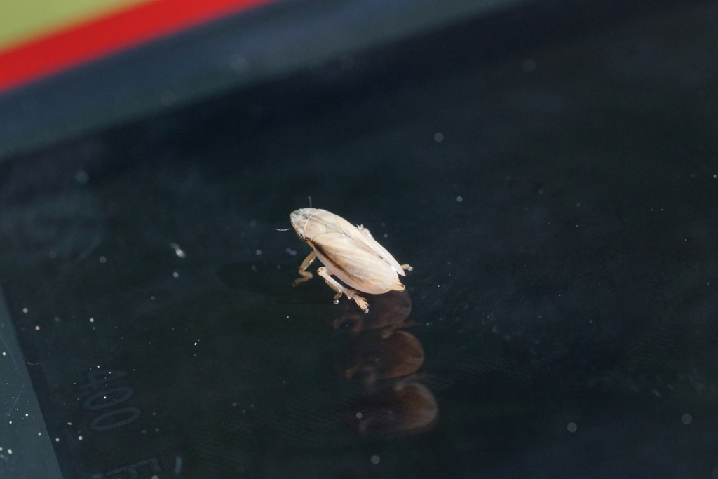 Sand Plain Spittlebug