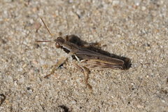 Melanoplus confusus