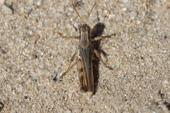 Melanoplus confusus