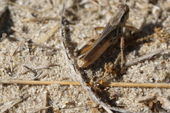 Melanoplus confusus