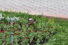 Acridotheres tristis