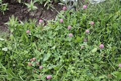 Trifolium pratense