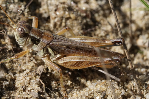 Pasture Spur-throat Grasshopper photo 5