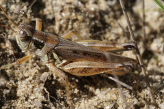 Melanoplus confusus