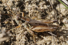 Melanoplus confusus