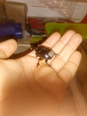 Dichotomius carolinus