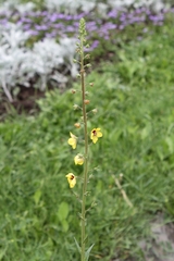 Verbascum blattaria