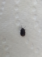 Ochetostethus