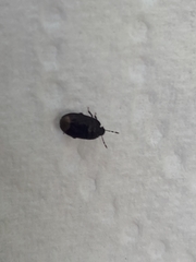 Ochetostethus