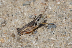 Melanoplus confusus