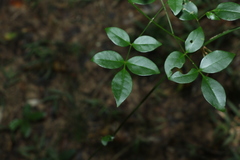 Pandorea jasminoides