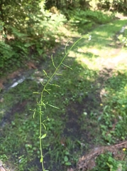 Arabidopsis halleri