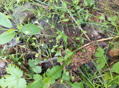 Arabidopsis halleri